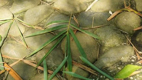 Close-up Fallen Leaves Lining a Pathway in City Park Stock Photos