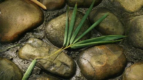 Close-up Fallen Leaves Lining a Pathway in City Park Stock Photos