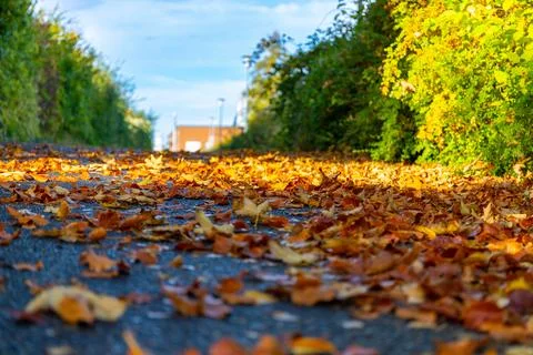 Close-up of fallen leaves on a road Stock Photos
