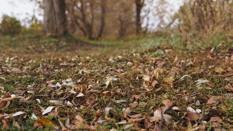 Close-up of fallen leaves swaying in the wind. Beautiful view of the autumn Stock Footage 120867354