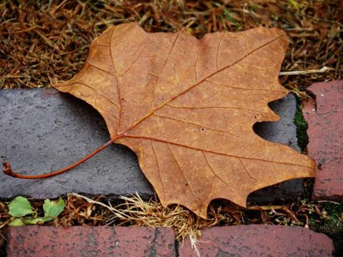 Close up of a fallen maple leaf on concrete brick Stockfoto's