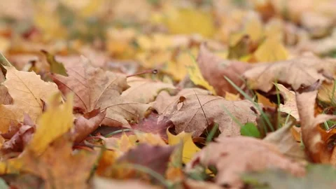 Close-up of fallen maple leaves moving in a light breeze Stock Footage 296194555
