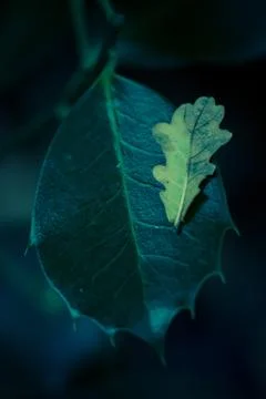 Close Up Of Fallen Oak Leaf Balanced On Holly Leaf In Autumn Stock Photos