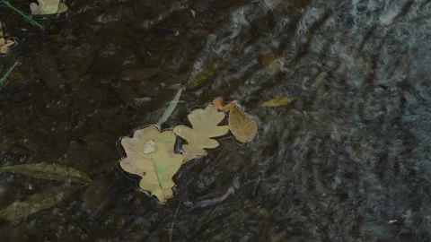 Close-up, fallen oak leaves in a forest stream swirling in a whirlpool Stock Footage 173759980
