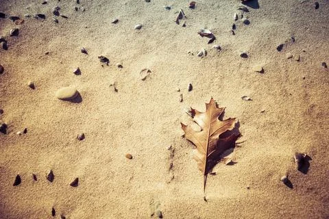 Close up of fallen oak leaves on a sandy beach with sea shells Stock Photos