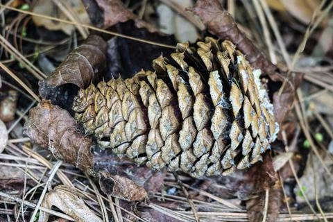 Close-up of a fallen pine cone nestled amongst dry autumn leaves and pine n.. 스톡 사진