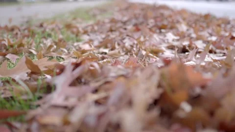 Close up of fallen red leaves on the ground in autumn season Video stock 144688832