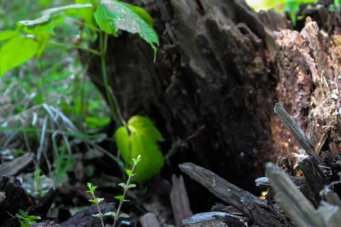 Close up to a fallen tree 2 写真素材