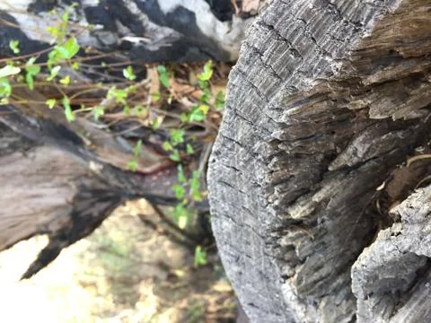Close Up of Fallen Tree 3 Stock Photos