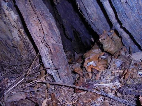 Close-up of fallen tree bark and leaves in forest undergrowth Stock Photos