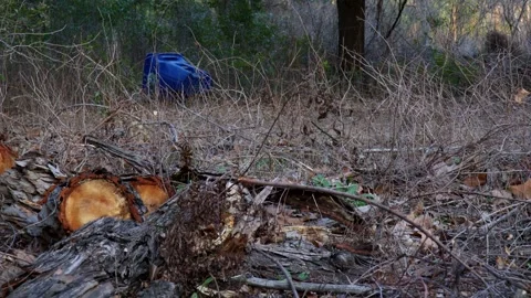 Close-Up of Fallen Tree Branches and Cut Logs with Trash Can Waste in Background Stock Footage 301490341