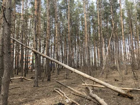 Close up of fallen tree in forest. Concept of danger to human life and health Stock Photos