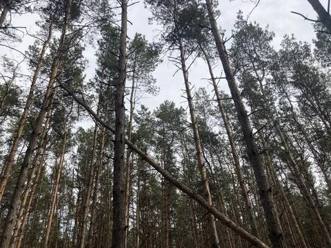 Close up of fallen tree in forest. Concept of danger to human life and health Stock Photos