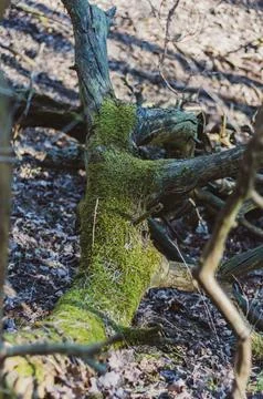 Close-up fallen tree in the forest. overgrown with green moss Stock Photos