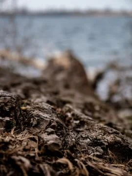 Close up of a fallen tree lying in the shore of a lake, bokeh background Stock Photos