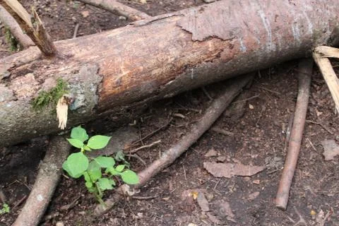 Close Up of a Fallen tree on a path in a forest Foto stock