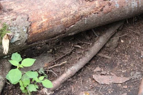 Close Up of a Fallen tree on a path in a forest Stock Photos