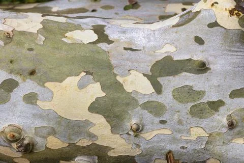 Close up of a fallen tree trunk it's bark looks like camouflage 库存照片