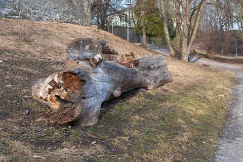 Close up of fallen tree trunk in park Stock-Fotos
