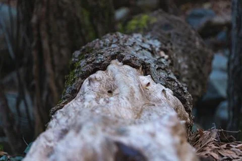Close up of fallen tree trunk in woods Stock Photos