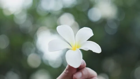 Close Up The fallen white flower is kept in hand and slowly rotates in a beau Stock Footage 154387223