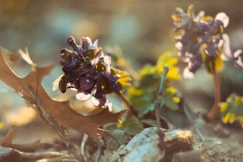 Close up fallen withered corydalis solida flowers in autumn concept photo Stock Photos