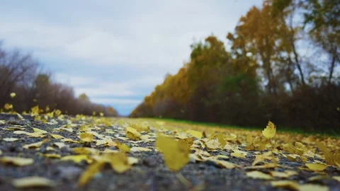Close-up of fallen yellow leaves on asphalt road during autumn Vídeos de archivo 342734282