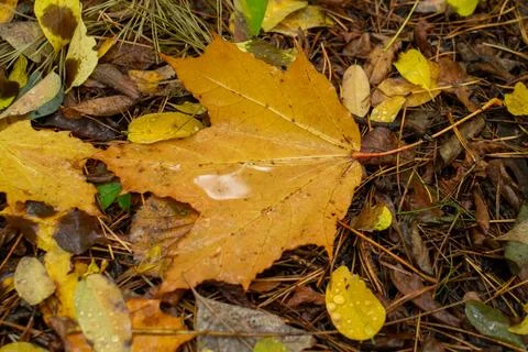Close up of a fallen yellow maple leaf with water droplets on the forest floo Stock Photos