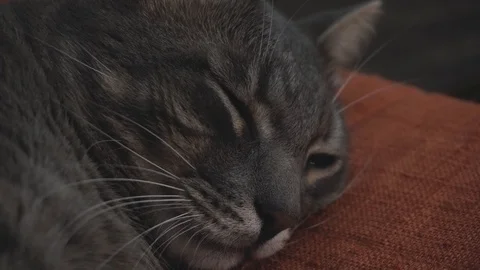 Close-up of the falling asleep gray cat Stock Footage 122579819