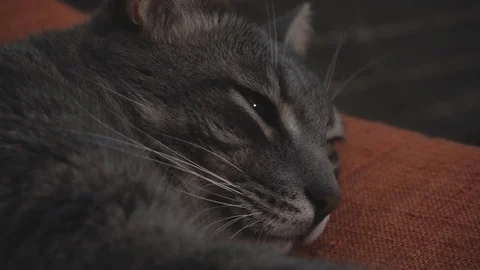 Close-up of the falling asleep gray cat Stock Footage 122579848