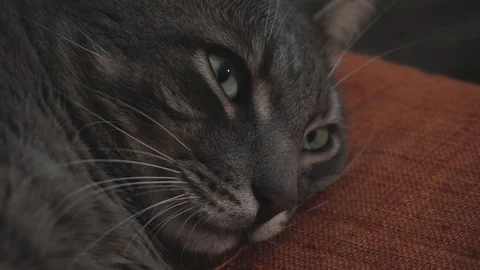 Close-up of the falling asleep gray cat Stock Footage 122579858
