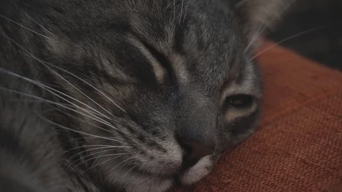 Close-up of the falling asleep gray cat Video stock 122579937