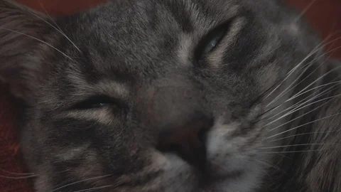Close-up of the falling asleep gray cat Video stock 122580001