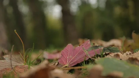 Close up on falling autumn leaves. Stock Footage 38859666