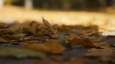 Close up on falling autumn leaves Stock Footage 83321374