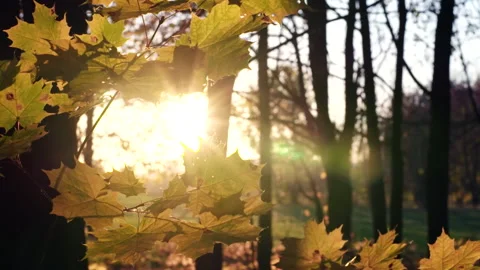 Close up on falling autumn leaves Stock Footage 96400708