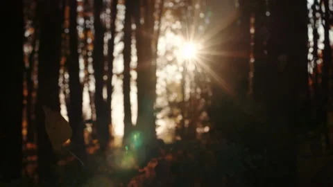 Close up on falling autumn leaves. Sunset. Slow motion. Stock Footage 96674848