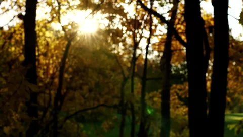 Close up on falling autumn maple leaves. Slow motion. Colorful fall season. Stock Footage 96674566