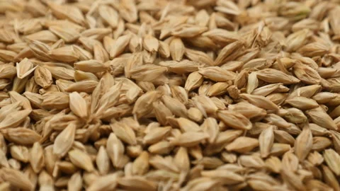 Close up of Falling Barley grains on background view Stock Footage 162645063
