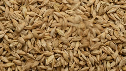 Close up of Falling Barley grains on background view Видео 162645494