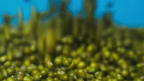 Close-up of falling down green mung beans into glass jar on blue background Stock Footage 157448788