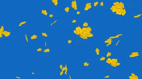 Close-up on falling golden maple leaves, blue sky. Autumn, fall background. Video stock 65286728