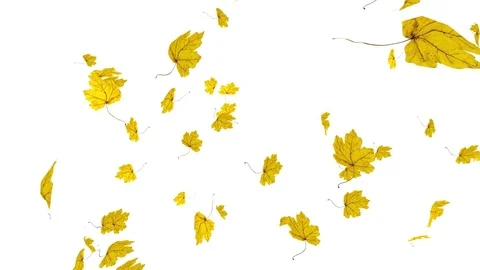 Close-up on falling golden maple leaves over white background. Autumn animation. Video stock 79725216