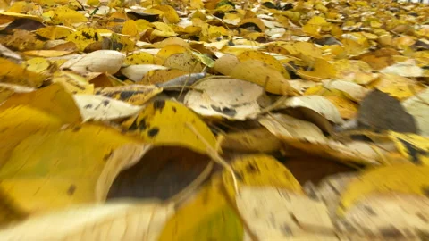 Close-Up of Falling Leaves, Camera Ascending through a of Yellow Autumn Foliage Stock Footage 232758850
