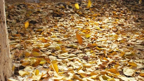 Close-up of falling leaves 動画素材 228726883