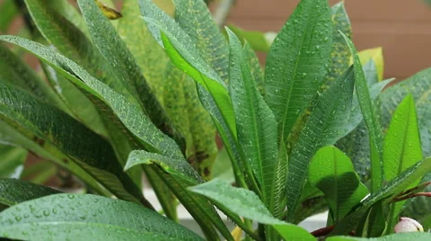 Close up falling rain drop on green leaves. Stock Footage 42619321