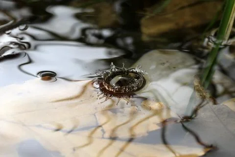 Close-up of a falling rain drop Stock Photos