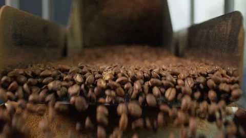Close up falling roasted coffee beans from industrial processing roasting Stock Footage 315753512