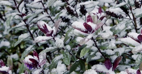 Close up of falling snow settling on purple leaves of evergreen hebe bush 库存影片 148275608