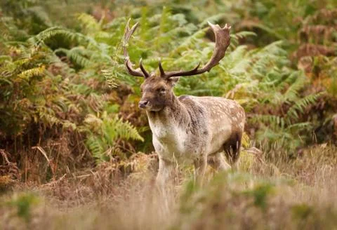Close up of a Fallow deer in autumn Stock Photos
